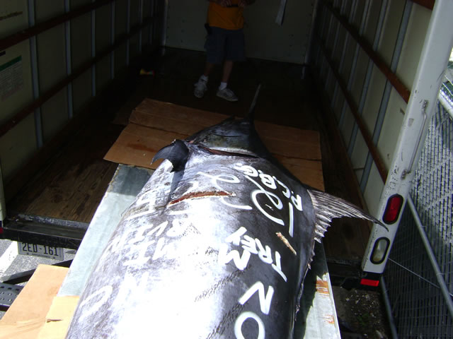 Fish Mounts "Record Marlin" load in