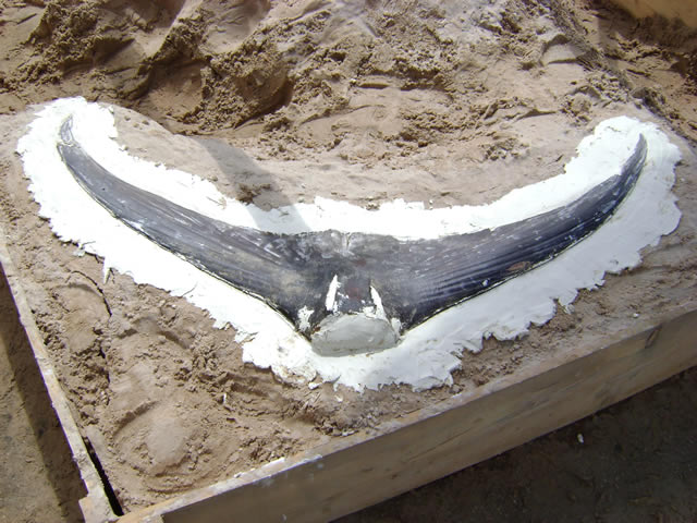 Fish Mounts "Record Marlin" tail mold