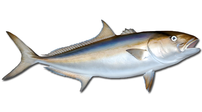 African Pompano Fish Mount