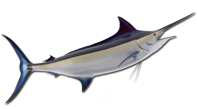 Atlantic-Sail Fish Reproduction, Fish replica