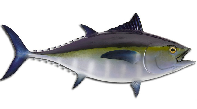 African Pompano Fish Mount