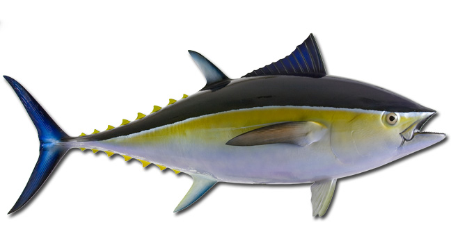 African Pompano Fish Mount