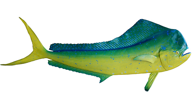 African Pompano Fish Mount