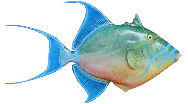 African Pompano Fish Mount