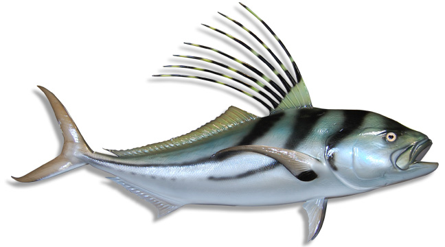 African Pompano Fish Mount