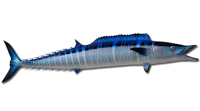 Wahoo fish Reproduction, Fish replica, Mounted Fish