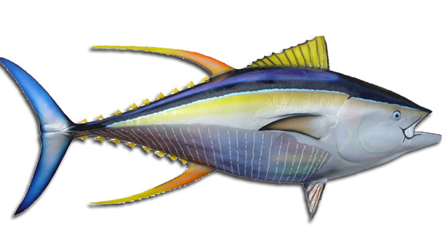 52-Inch Yellowfin Tuna Fish Mount