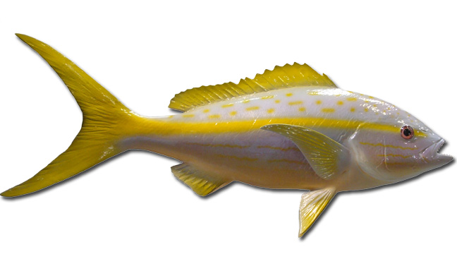 Yellowtail snapper